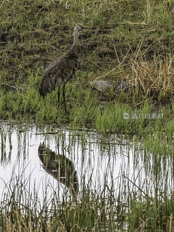 沙丘鹤(Antigone canadensis)是北美洲的一种大型鹤，发现于怀俄明州的黄石国家公园。